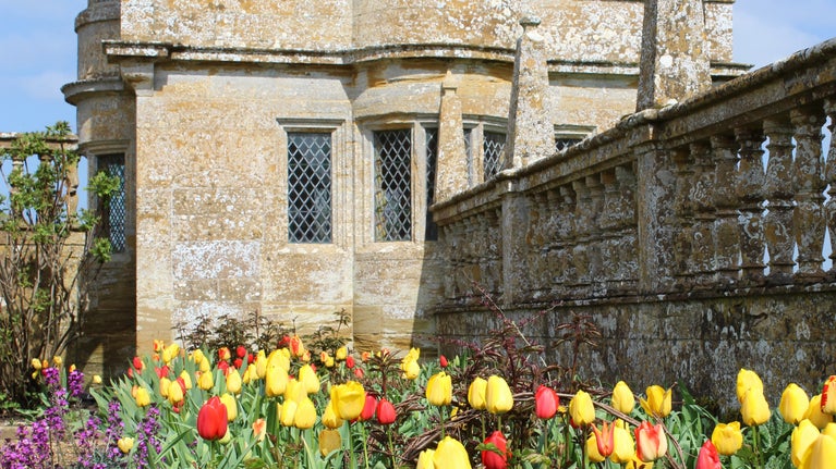 Red and yellow tulips in a flower border in East Court at Montacute House